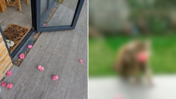 Woman Keeps Finding Pink Flowers All Over Her Yard And Is Shocked To Discover Who’s Behind It