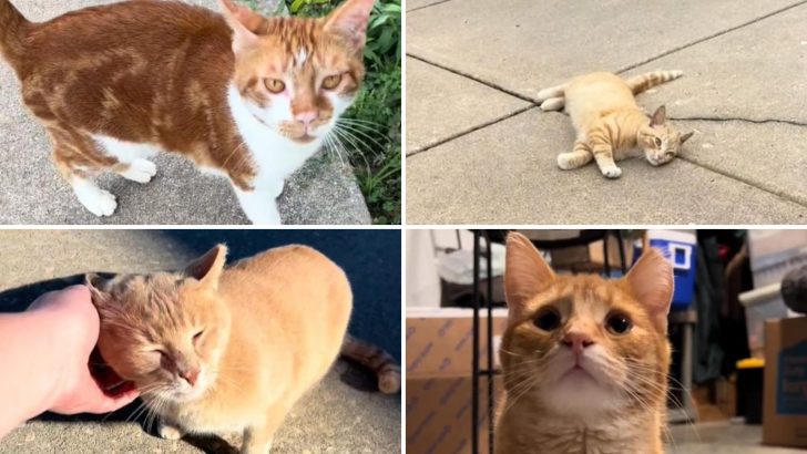 Woman Keeps Randomly Stumbling Upon Abandoned Orange Cats Like That’s Her Fate