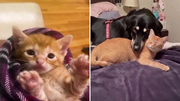 Woman Rescues A Tiny Flea-Covered Kitten Just So Her Dog Could Have A Play Buddy