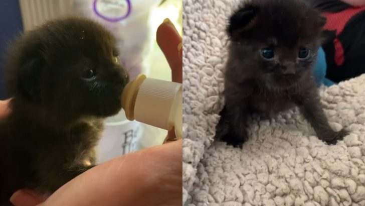 Woman Saves A Wobbly Kitten From A Storm And Ends Up Adopting Her