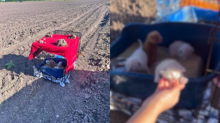 Woman Spots A Carrier In The Middle Of A Dirt Field And Makes A Shocking Discovery