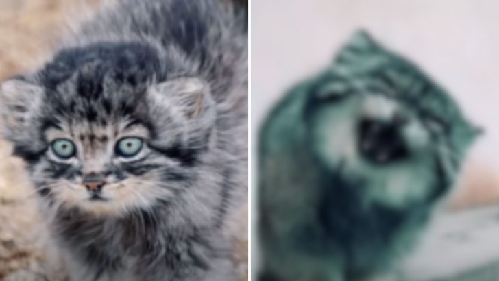 Woman Thought She Rescued A Helpless Kitten And Was Shocked To See What He Turned Into 