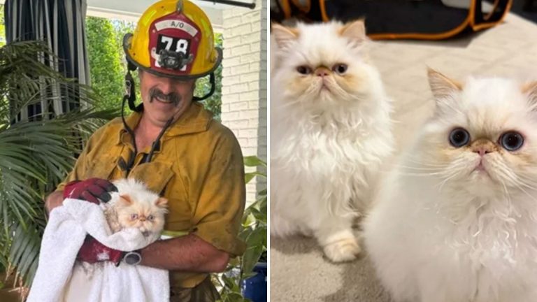 firefighter holding cat