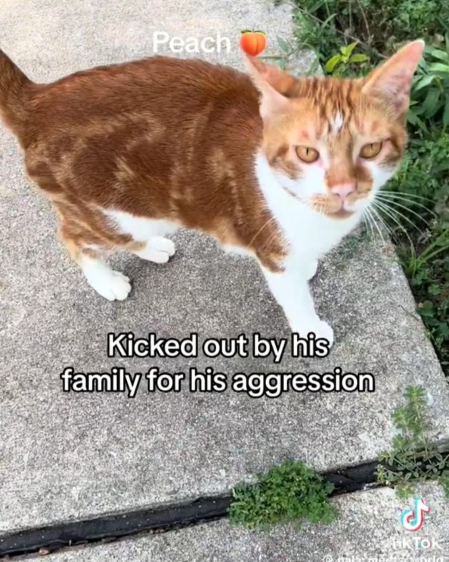 abandoned orange cat