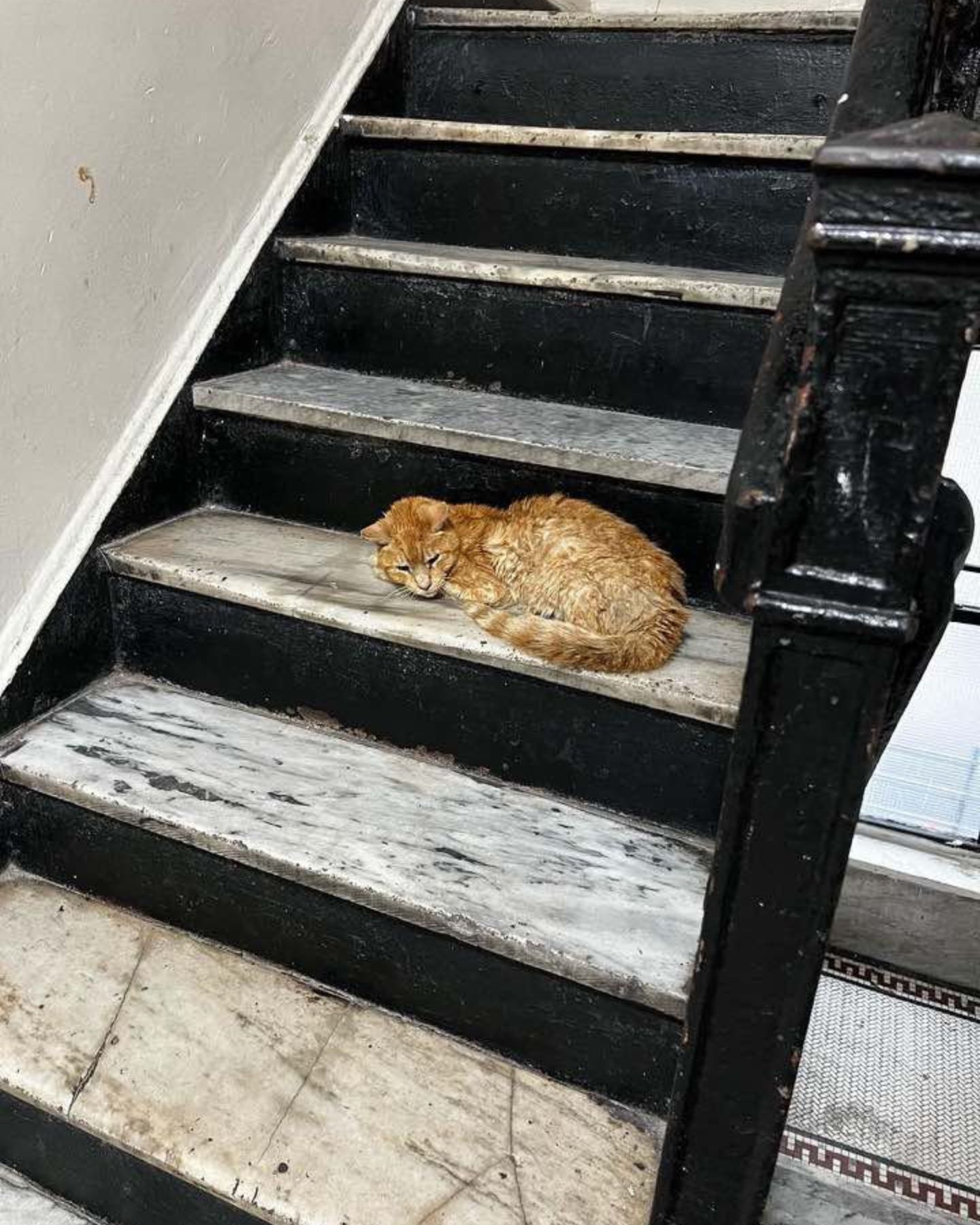 abandoned senior cat on stairs