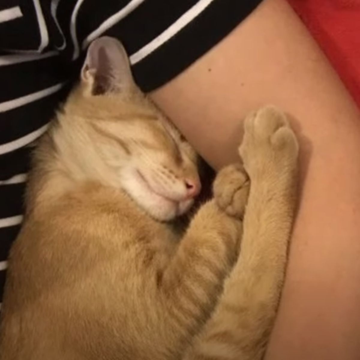 adopted ginger cat sleeping