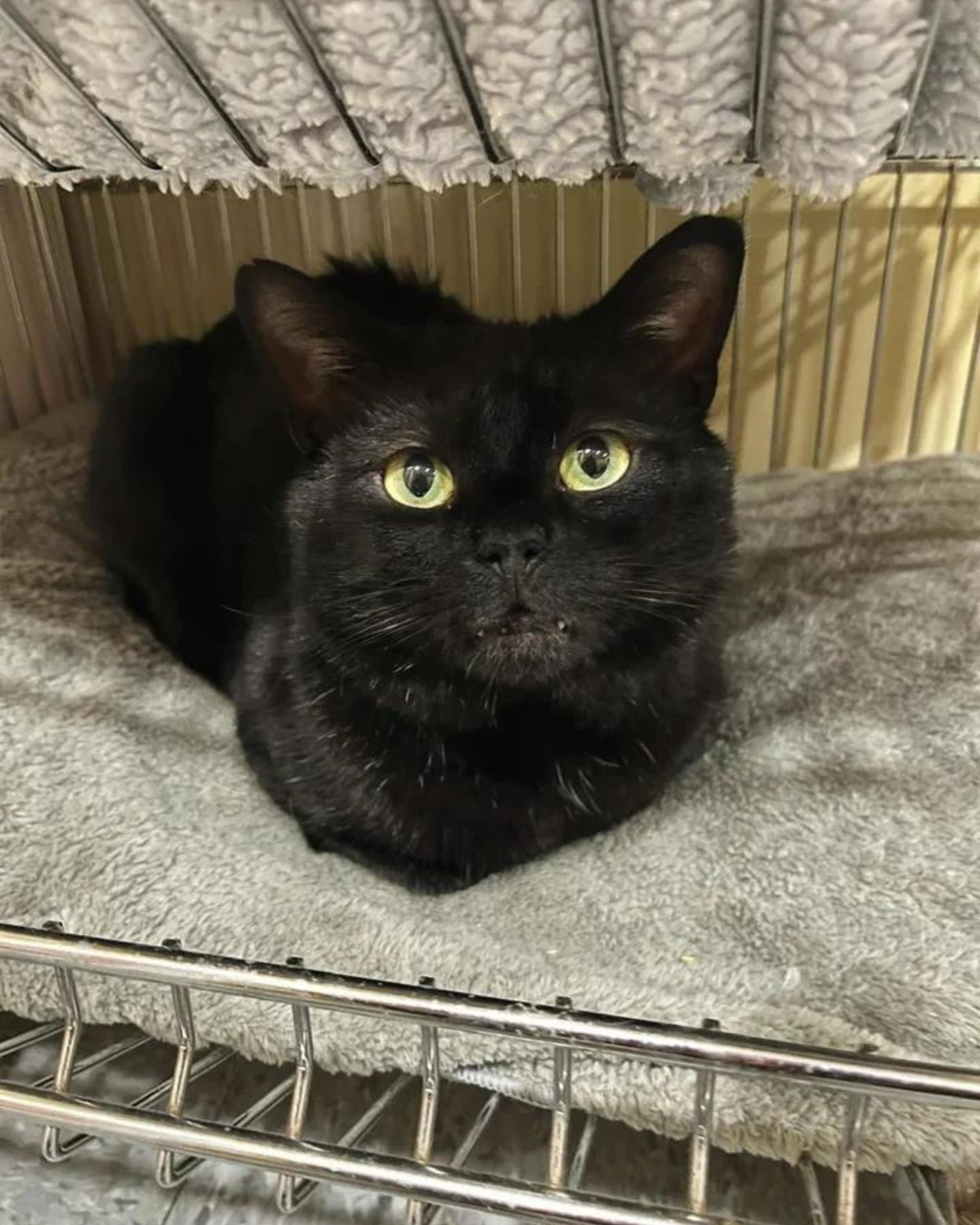 adorable cat in shelter