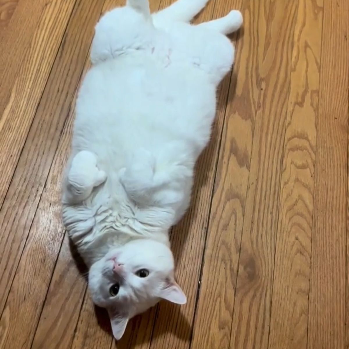 adorable cat laying on her back