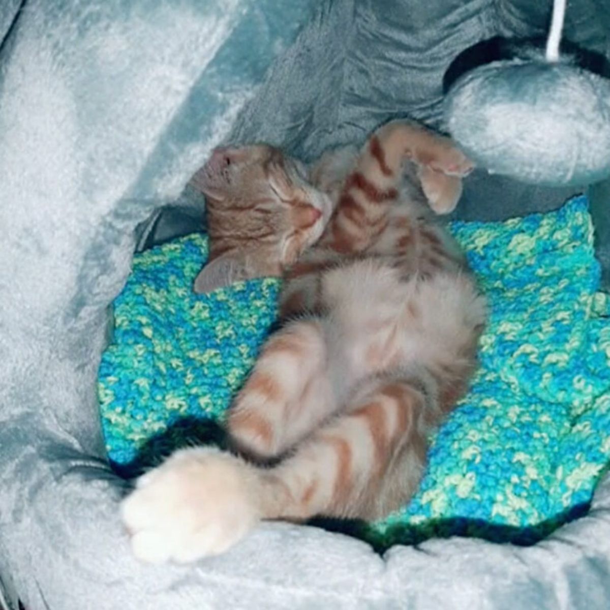 adorable ginger kitten sleeping