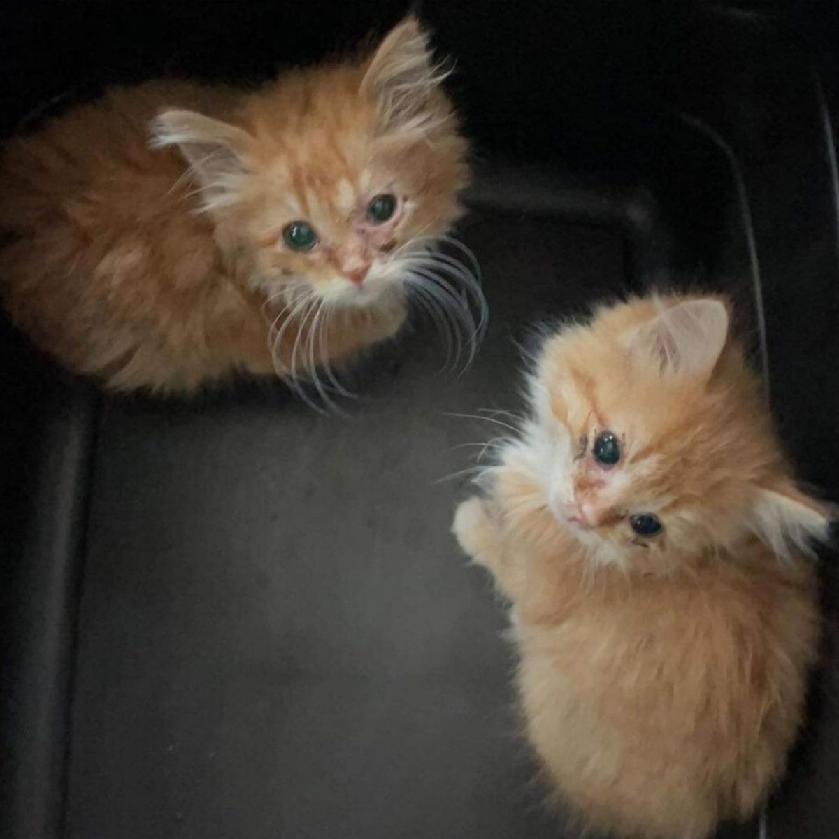 adorable ginger kittens