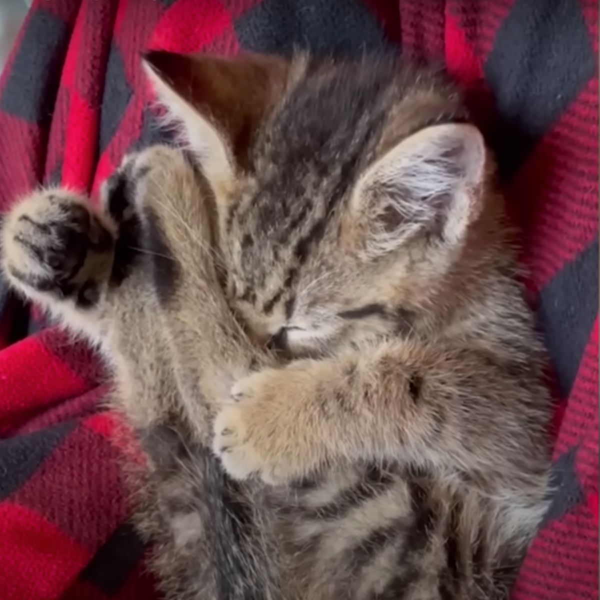 adorable gray kitten