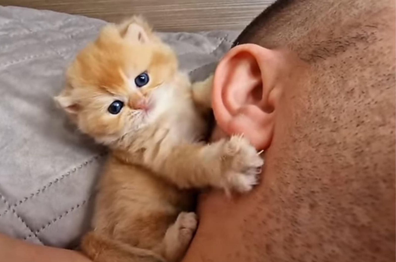 adorable kitten laying on a owner