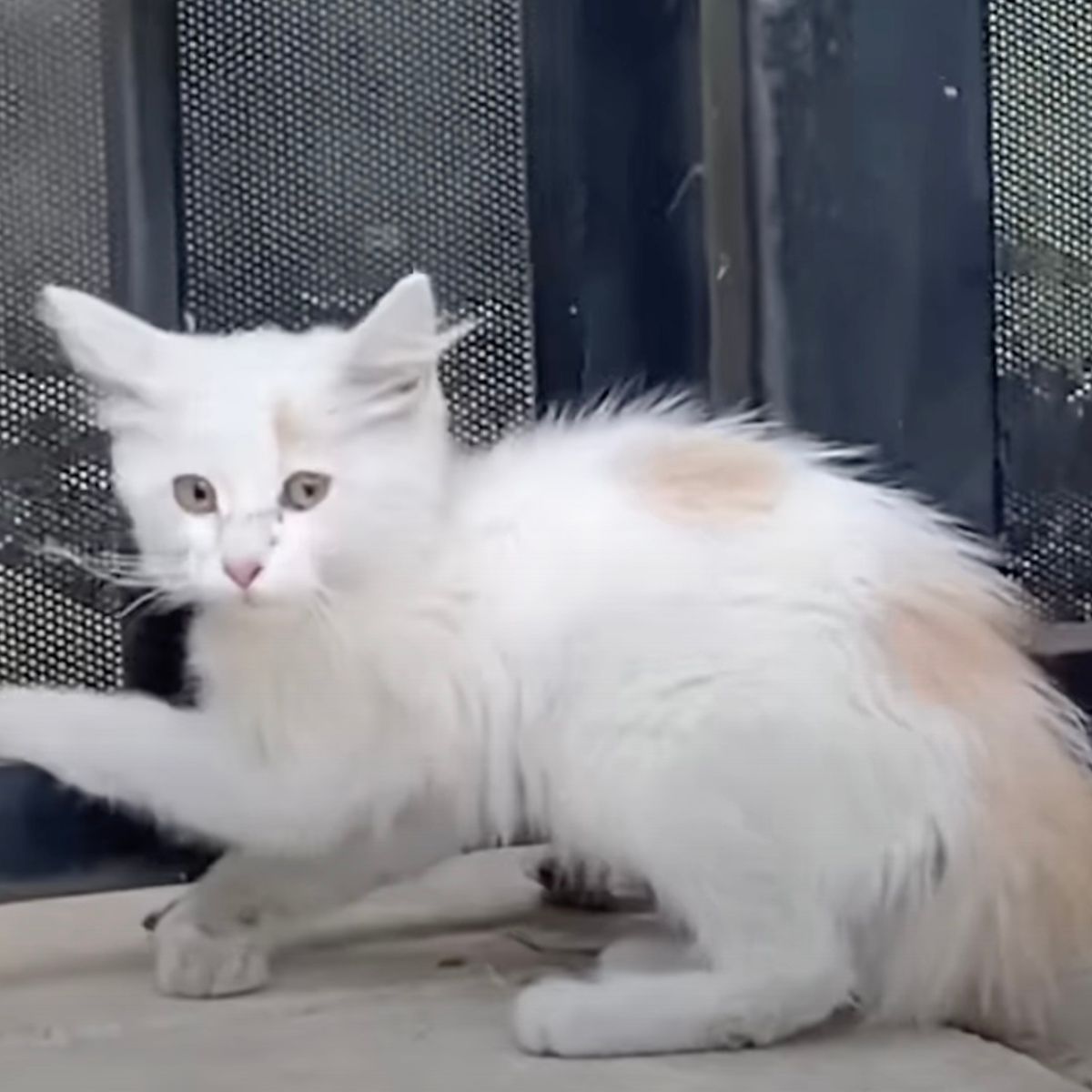 adorable white kitten
