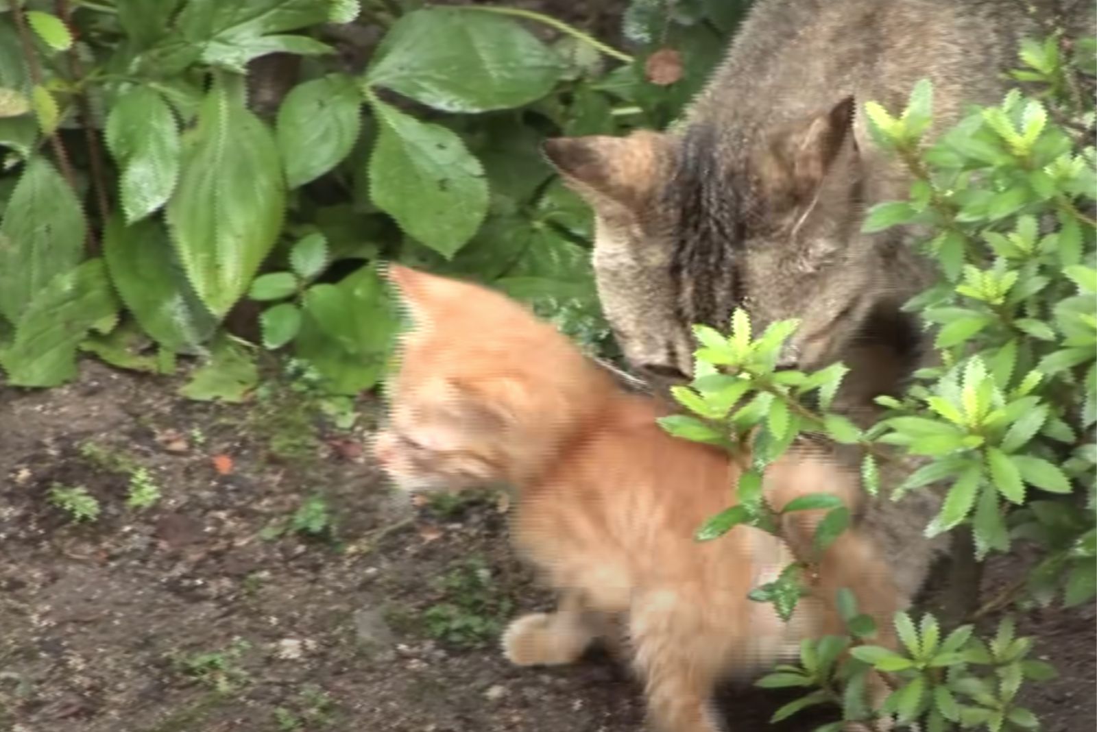 big cat sniffs kitten