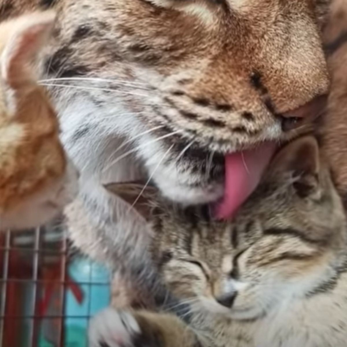 big tiger licking a cat