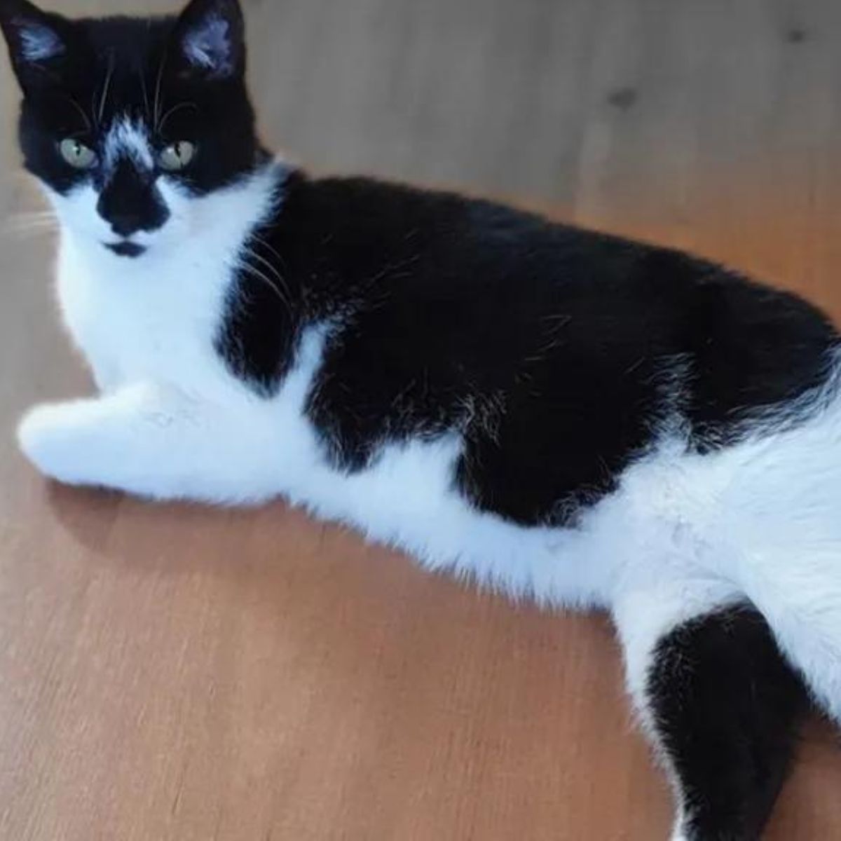 black and white cat laying on a floor