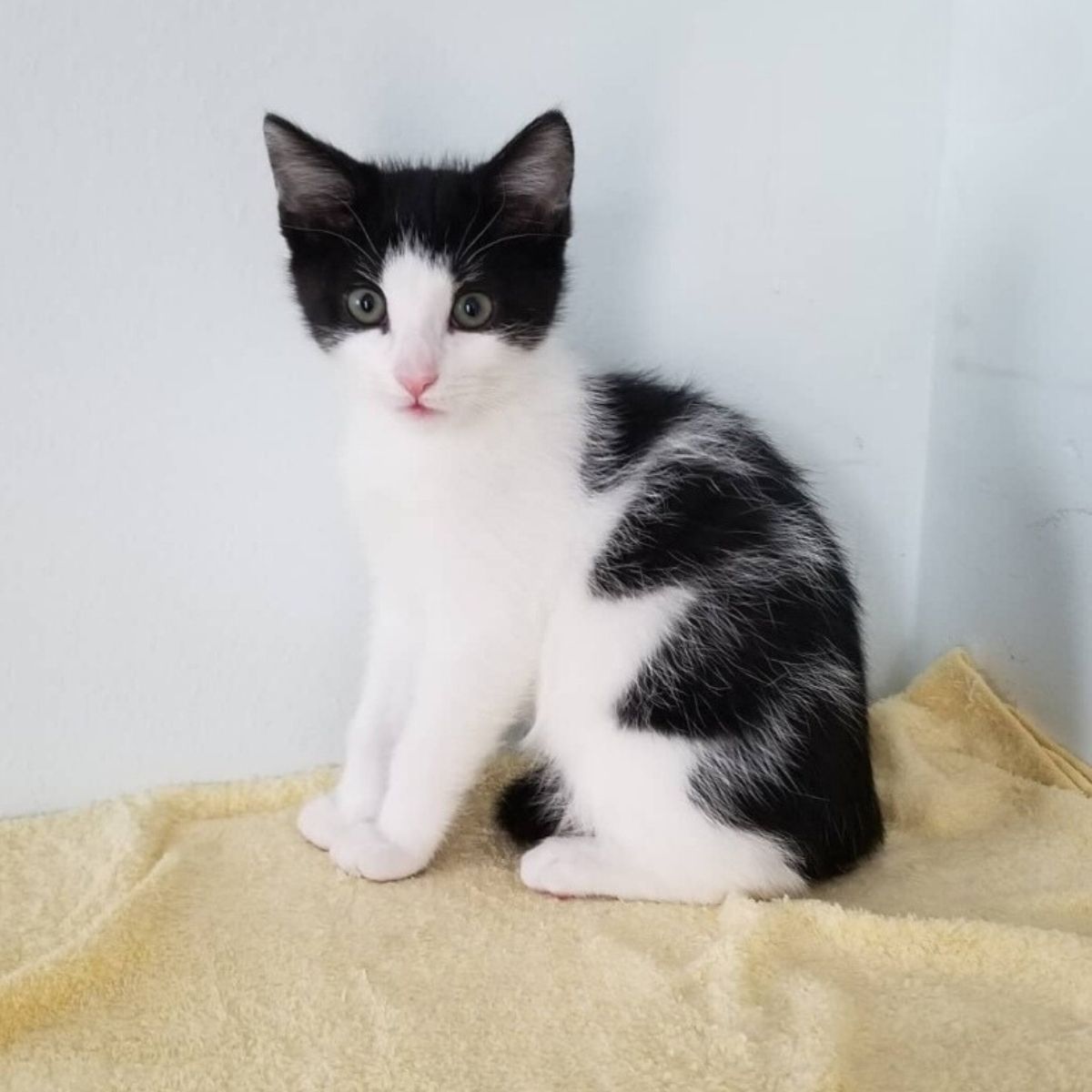 black and white kitten