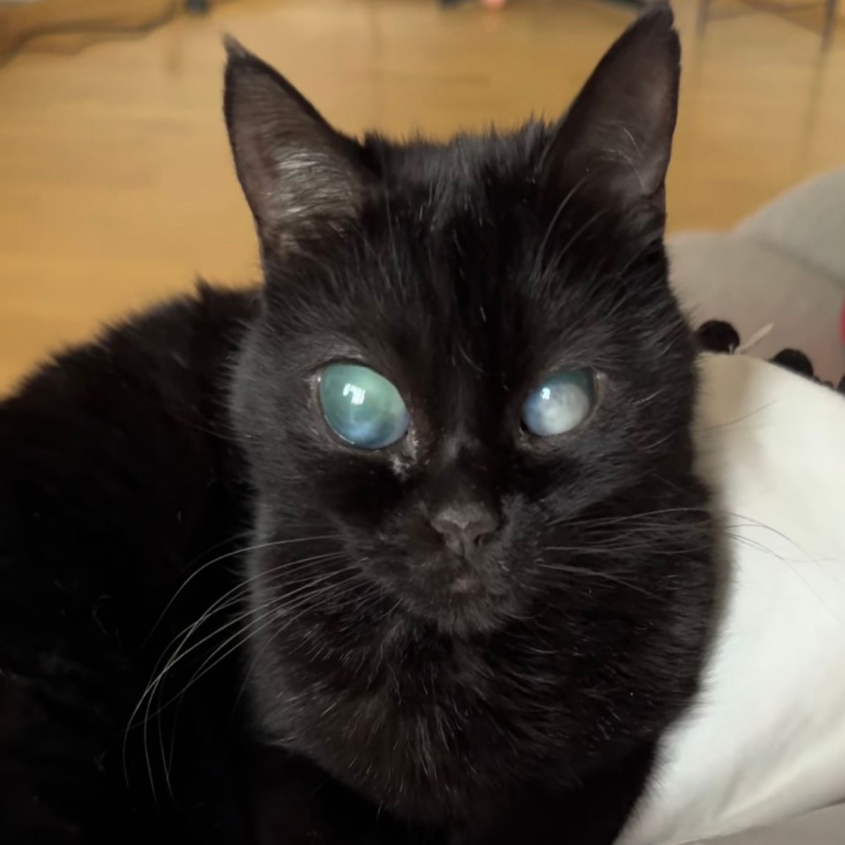 black blind cat