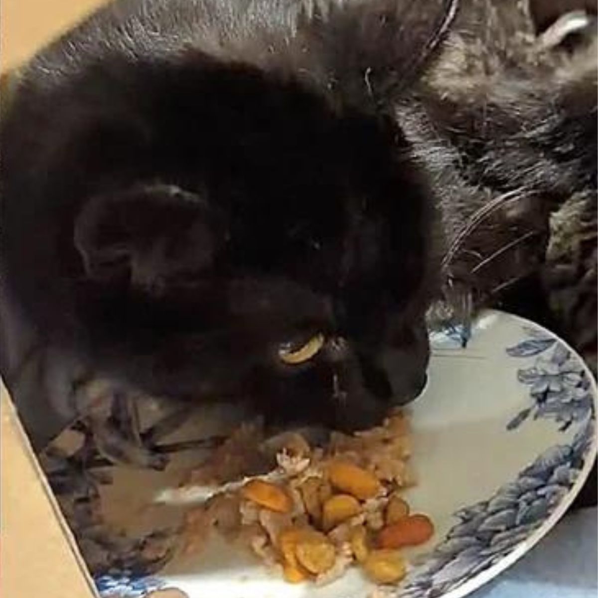 black cat eating from plate