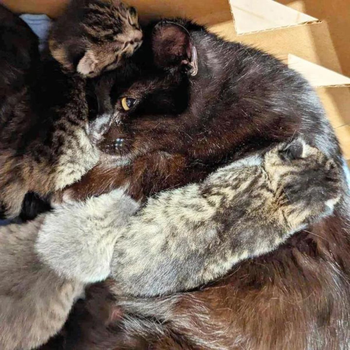 black cat in hug with kitten