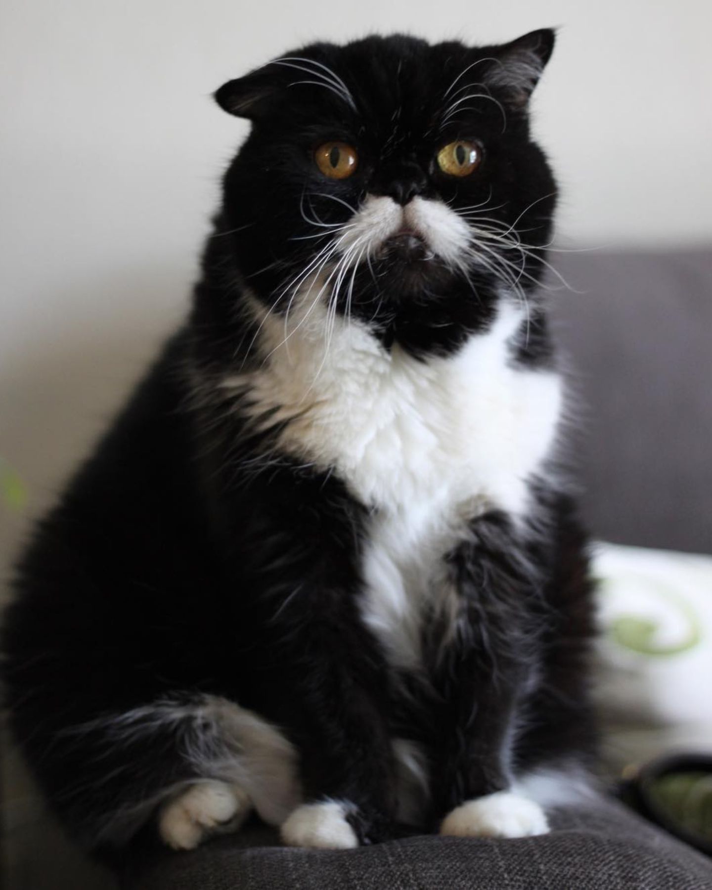 black cat sitting on a couch