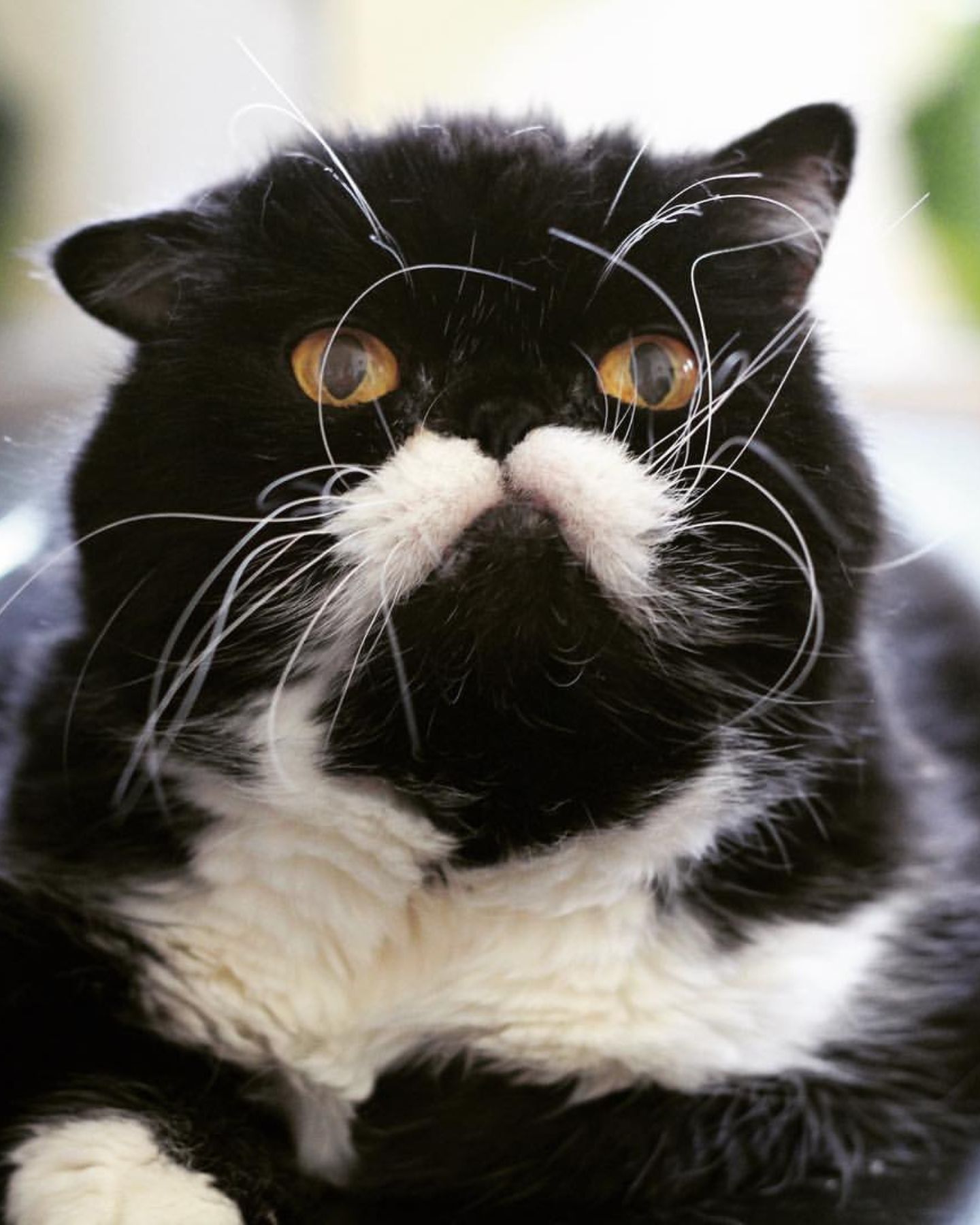 black cat with moustache