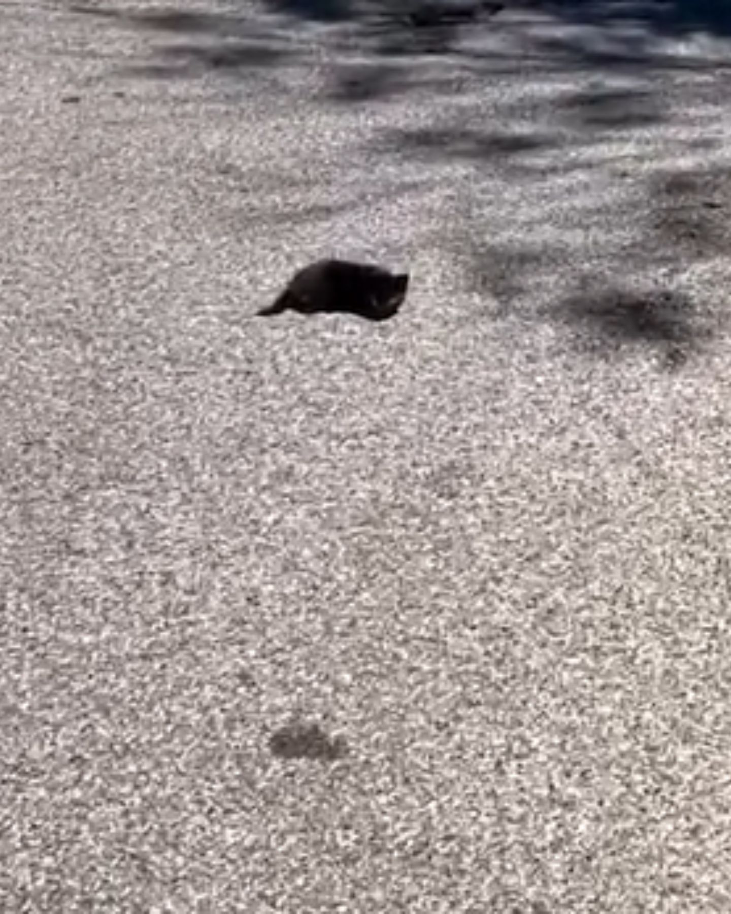 black kitten on the road