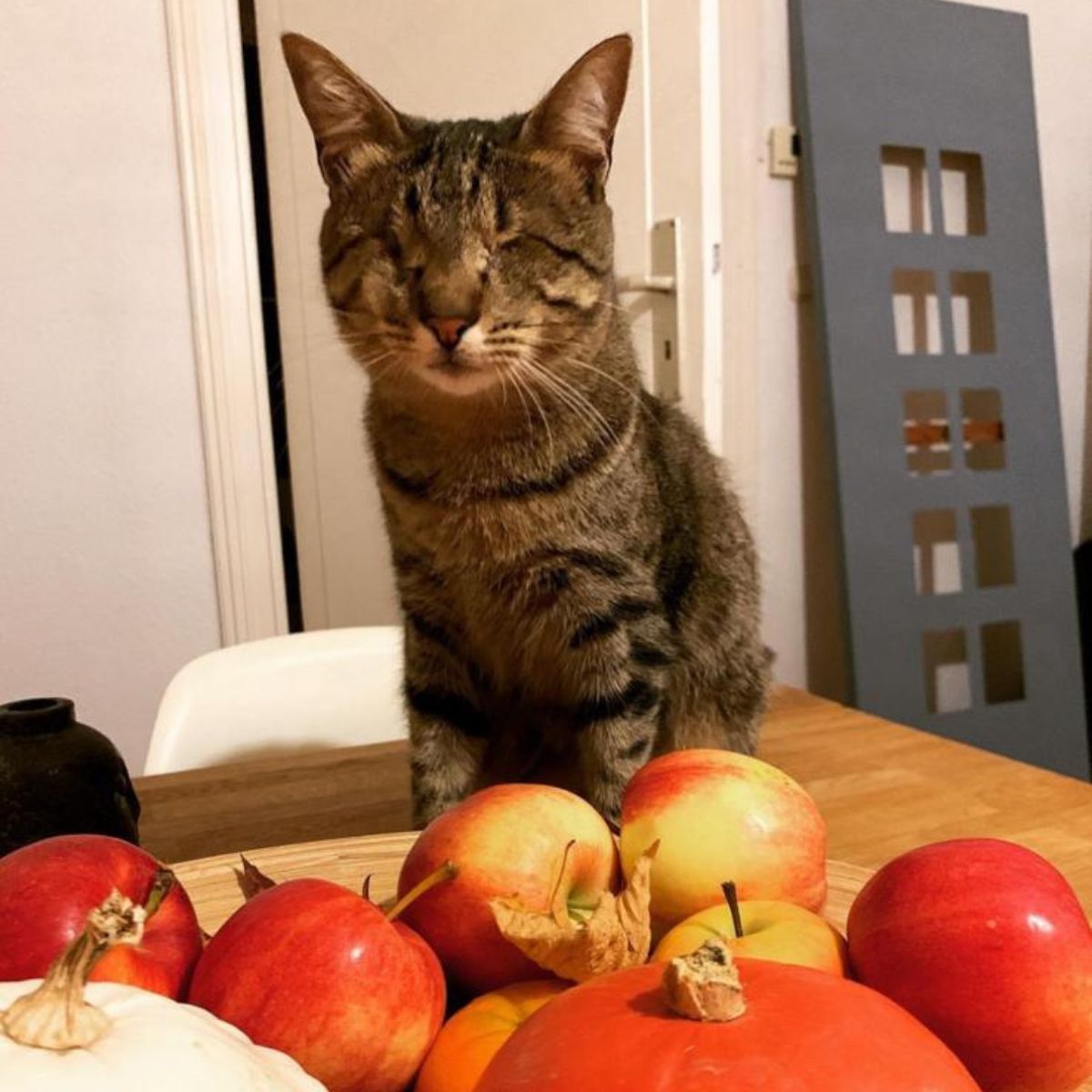 blind cat and apples