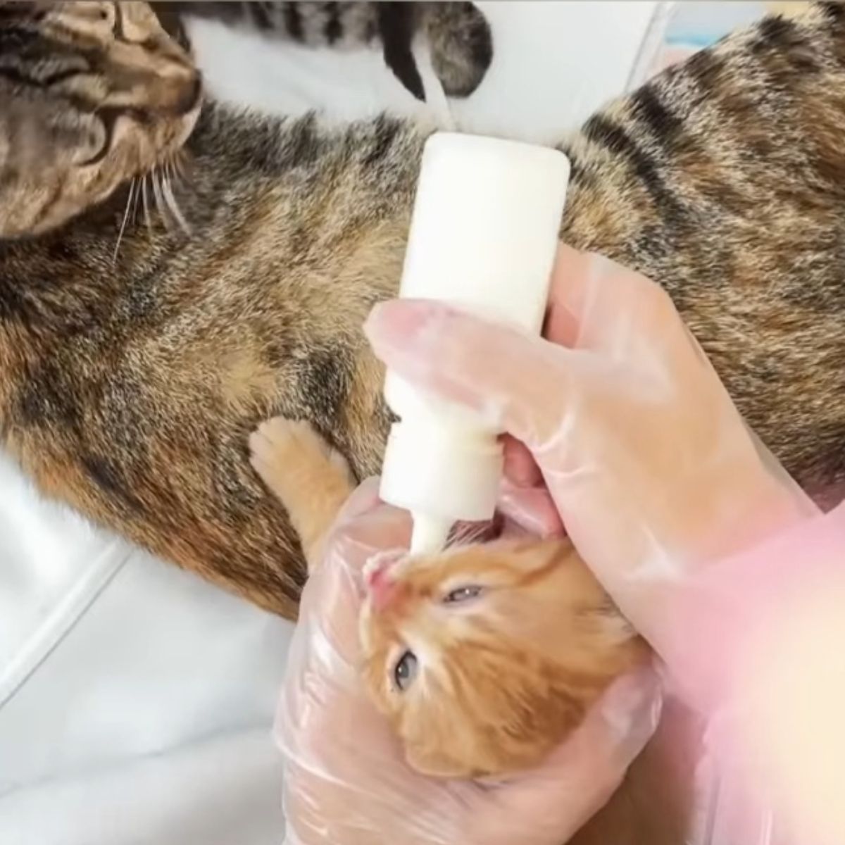 bottle feeding a kitten