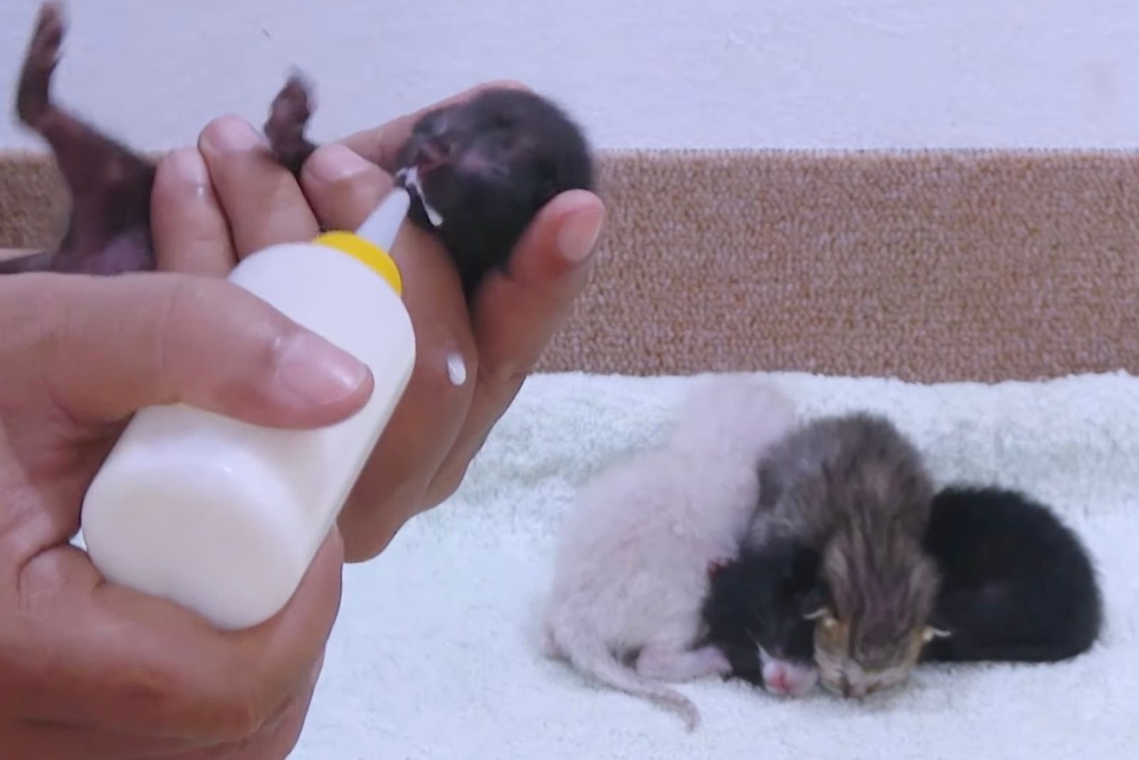 bottle feeding a newborn kitten
