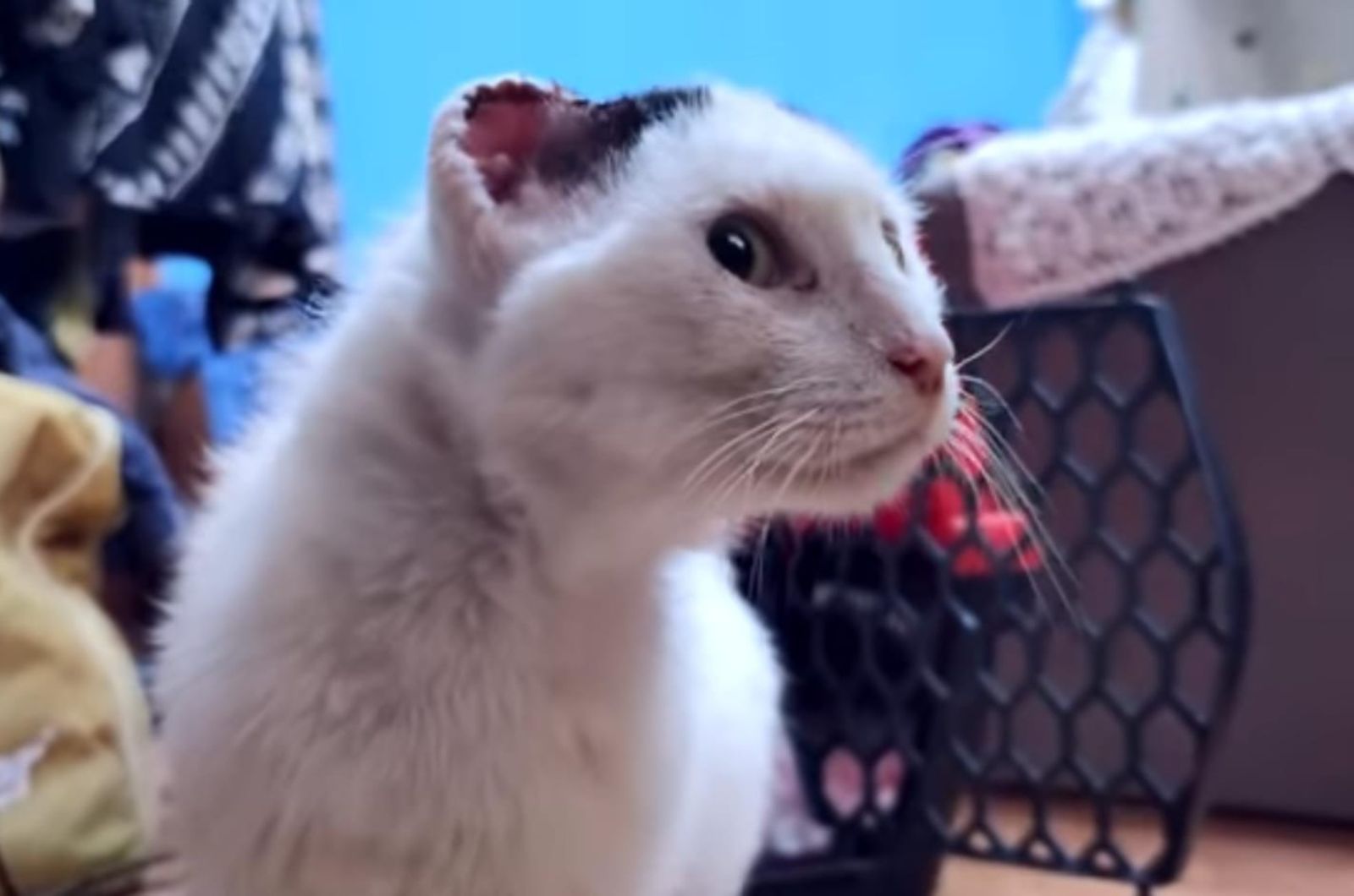 bullied cat with injured ears