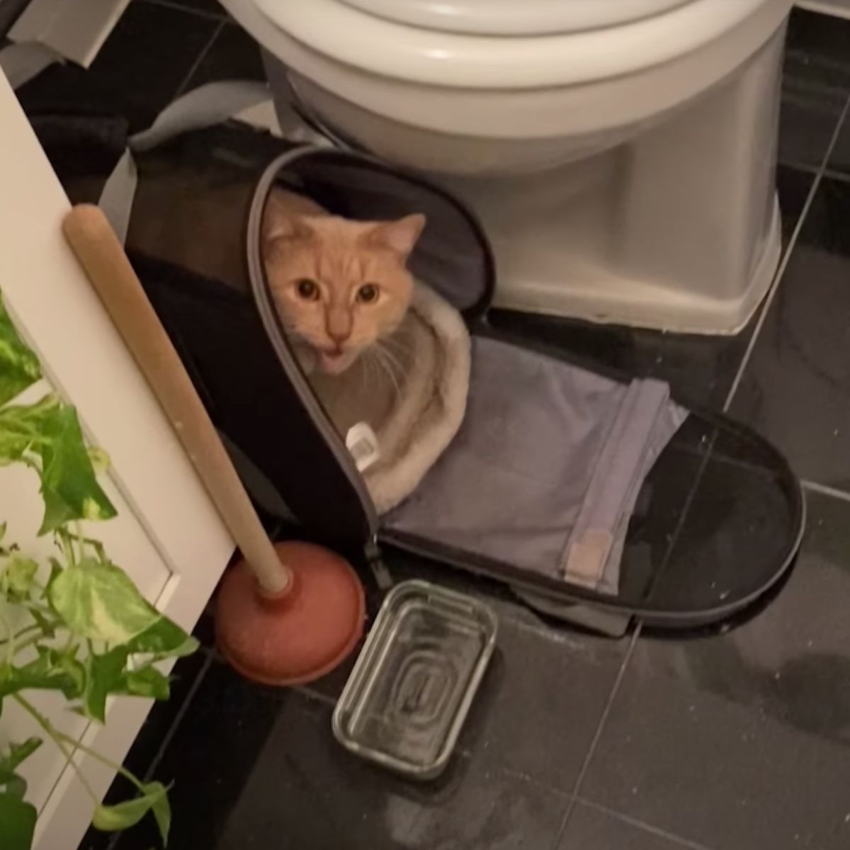 cat abandoned in bathroom