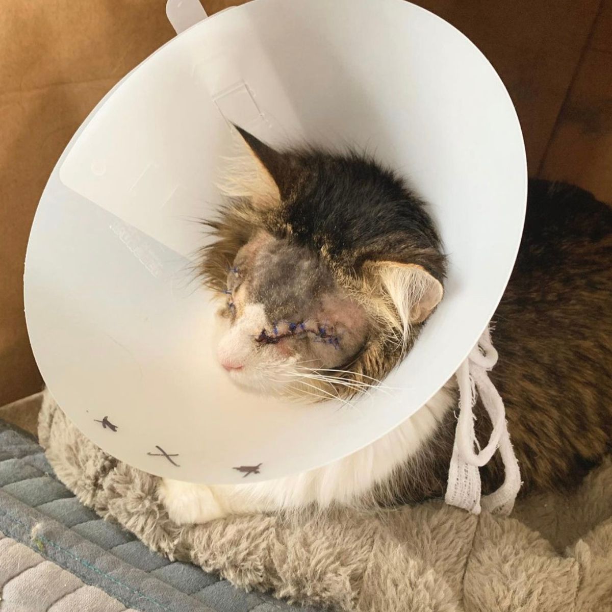 cat after surgery