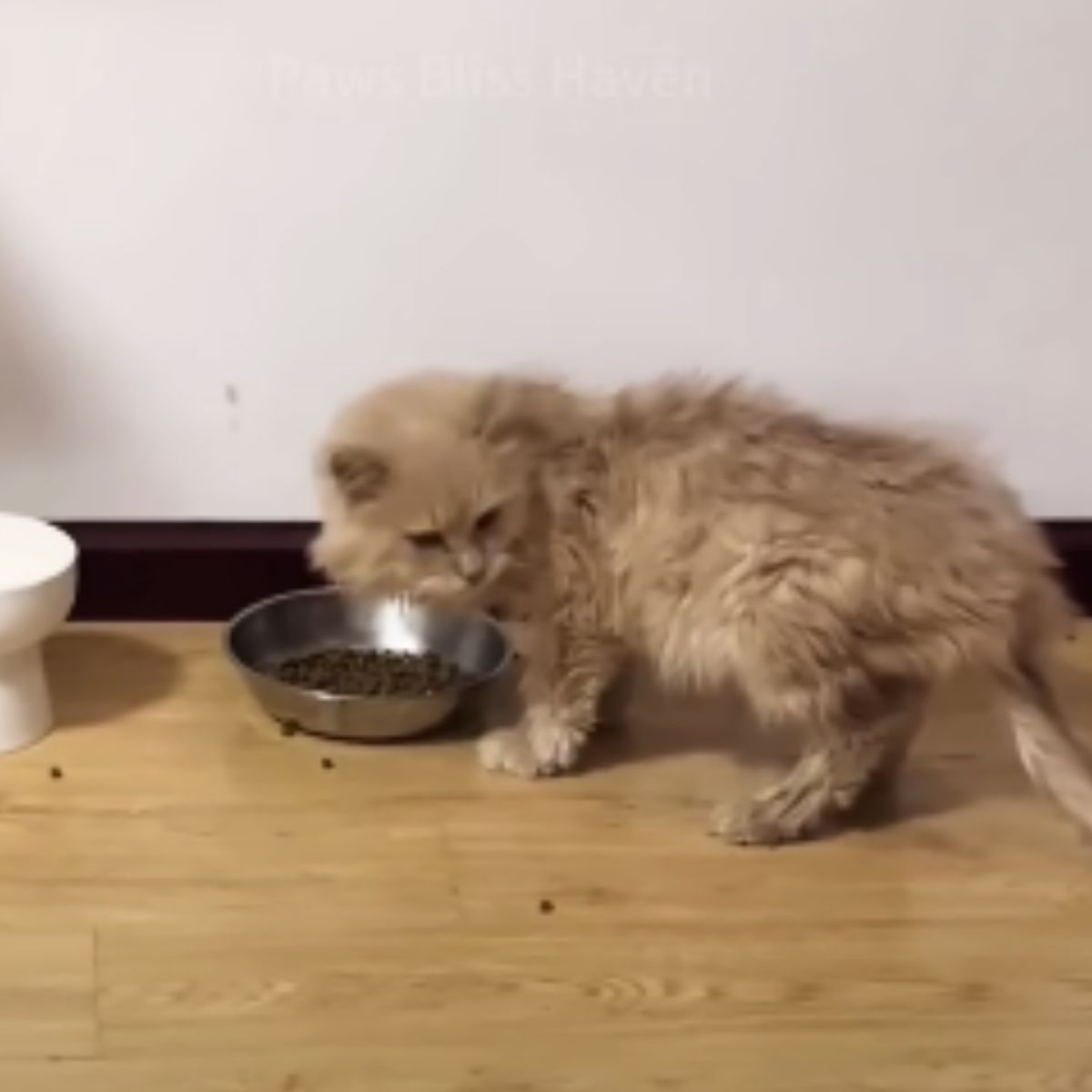 cat and bowl of food