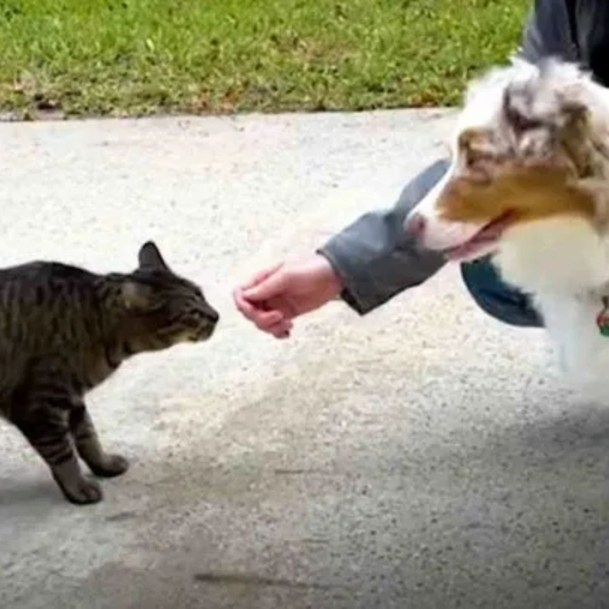 cat and dog looking at each other