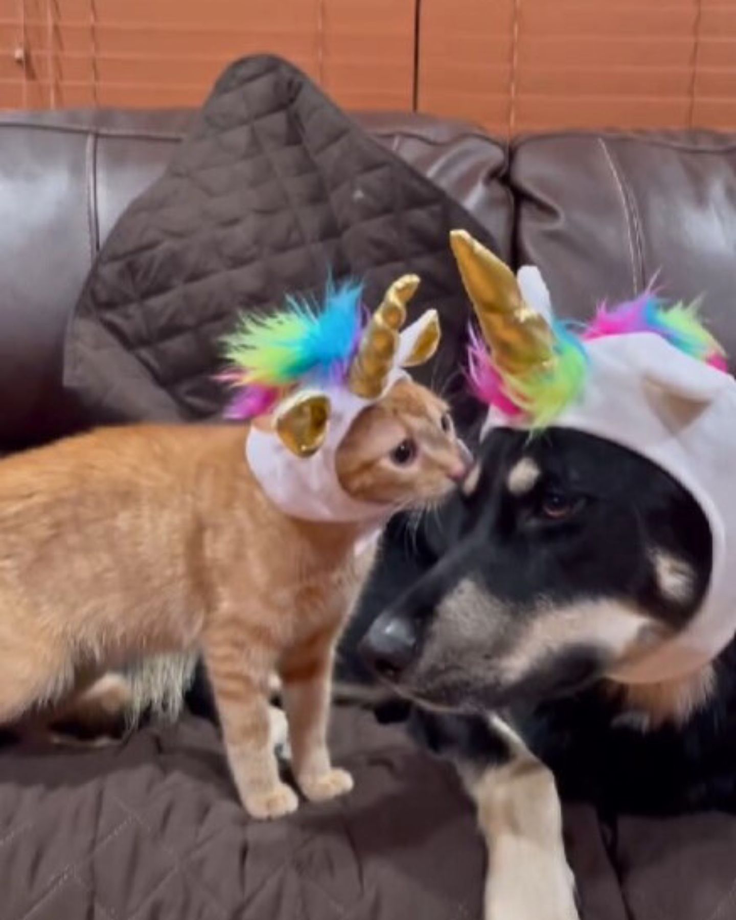cat and dog wearing unicorn hat