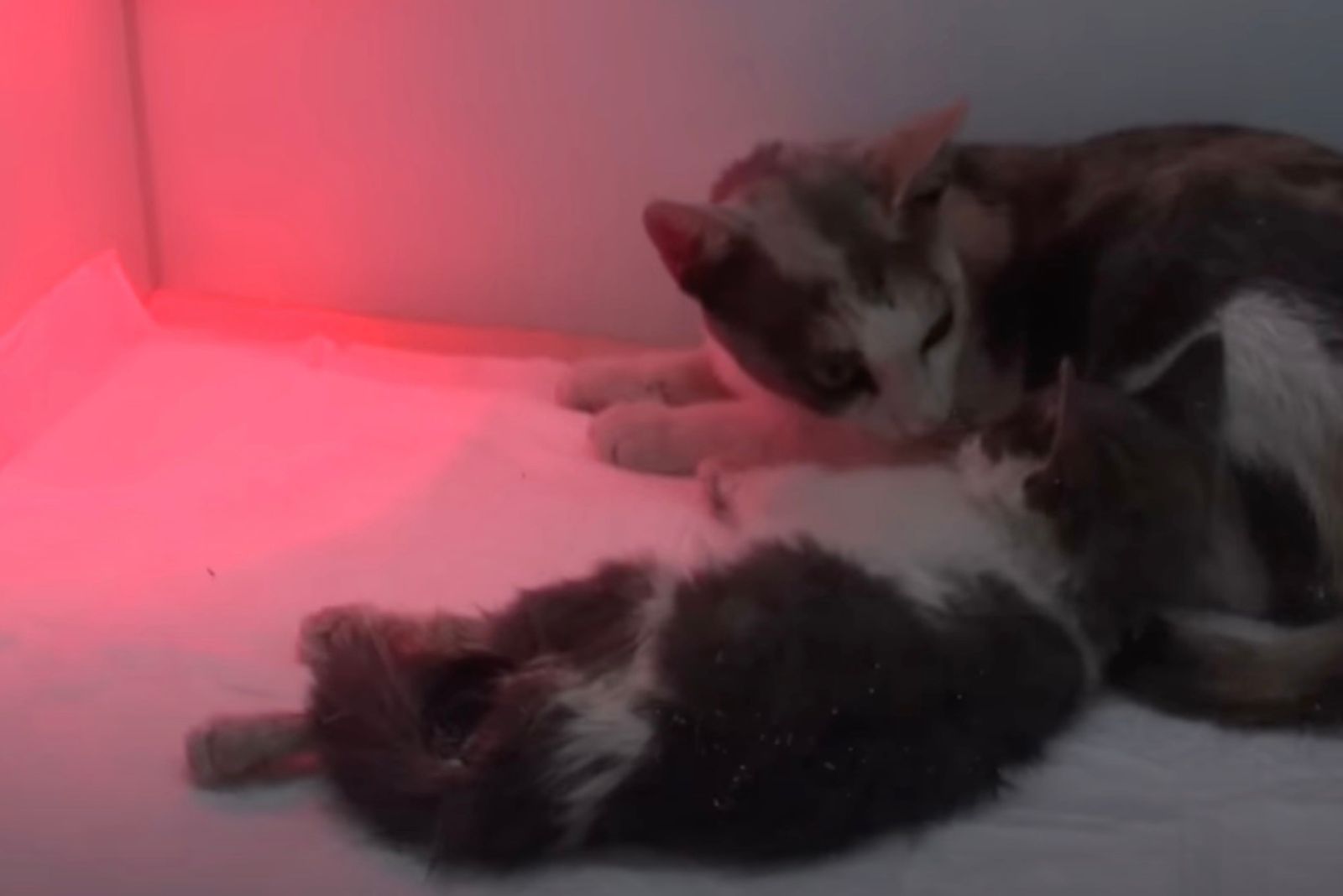 cat and kitten lying