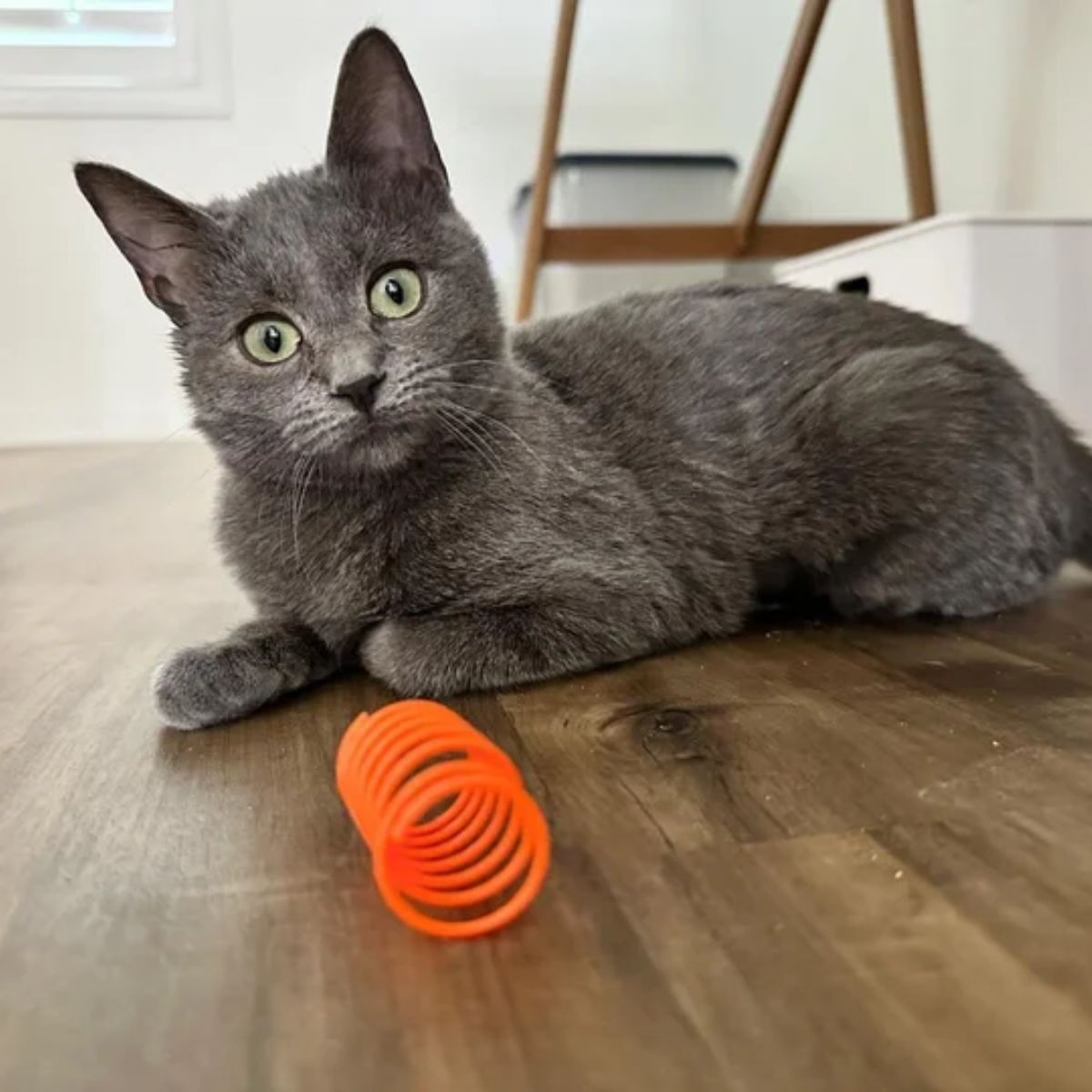 cat and toy