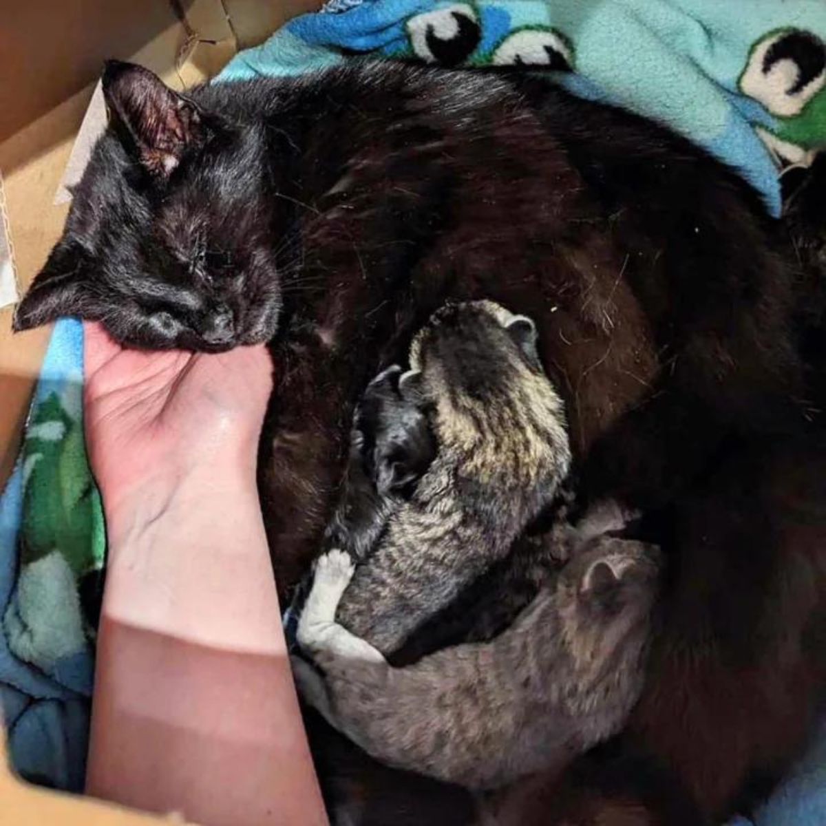 cat breastfeeding newborn kitty