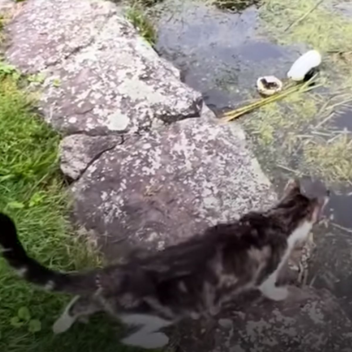cat by small stream