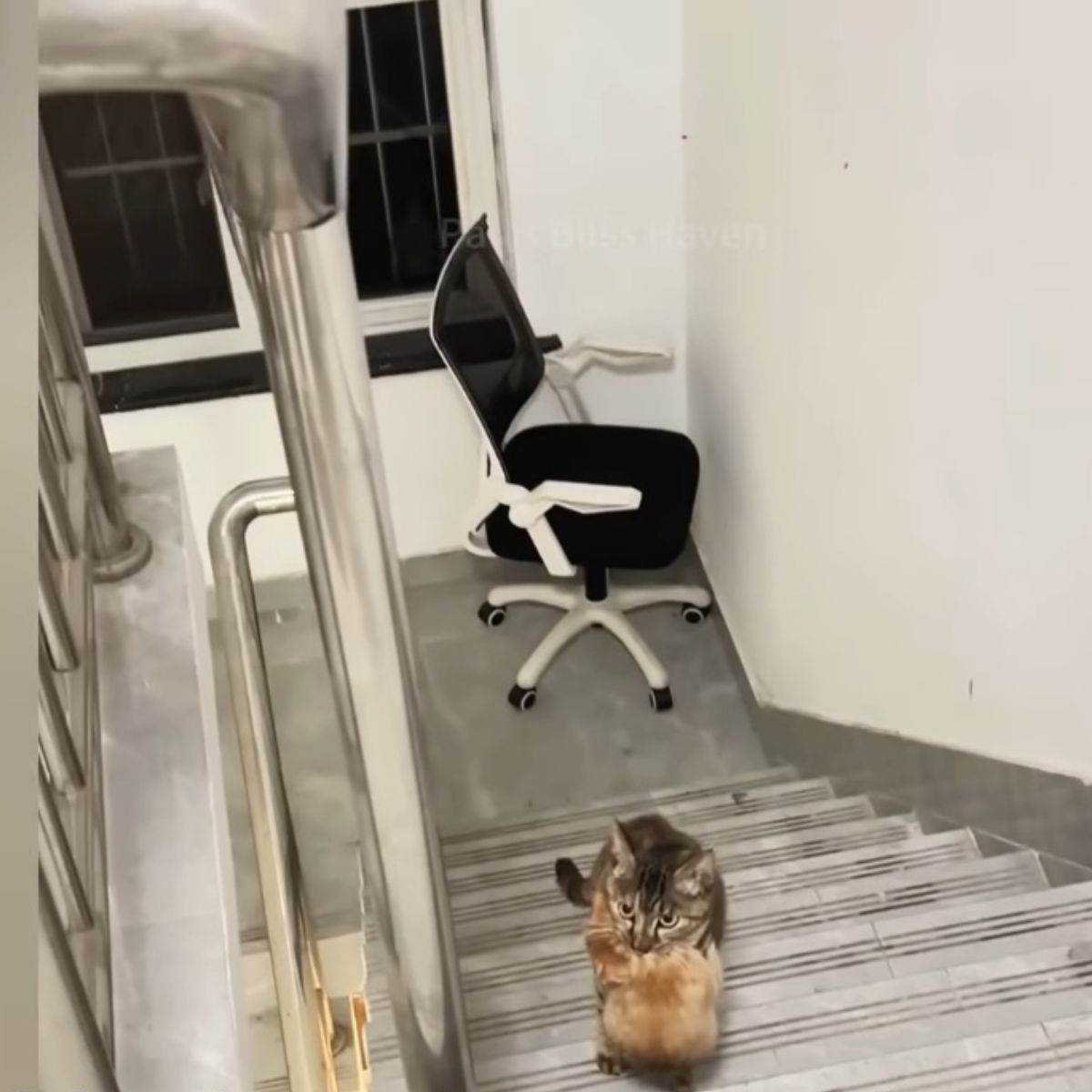 cat climbing on the stairs