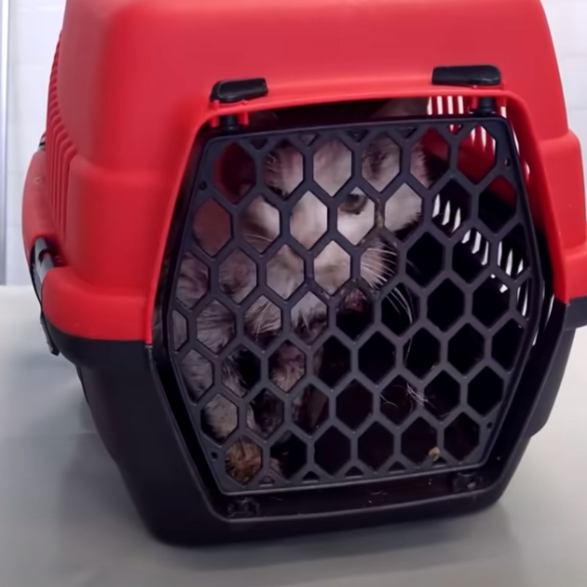 cat closed in her carrier