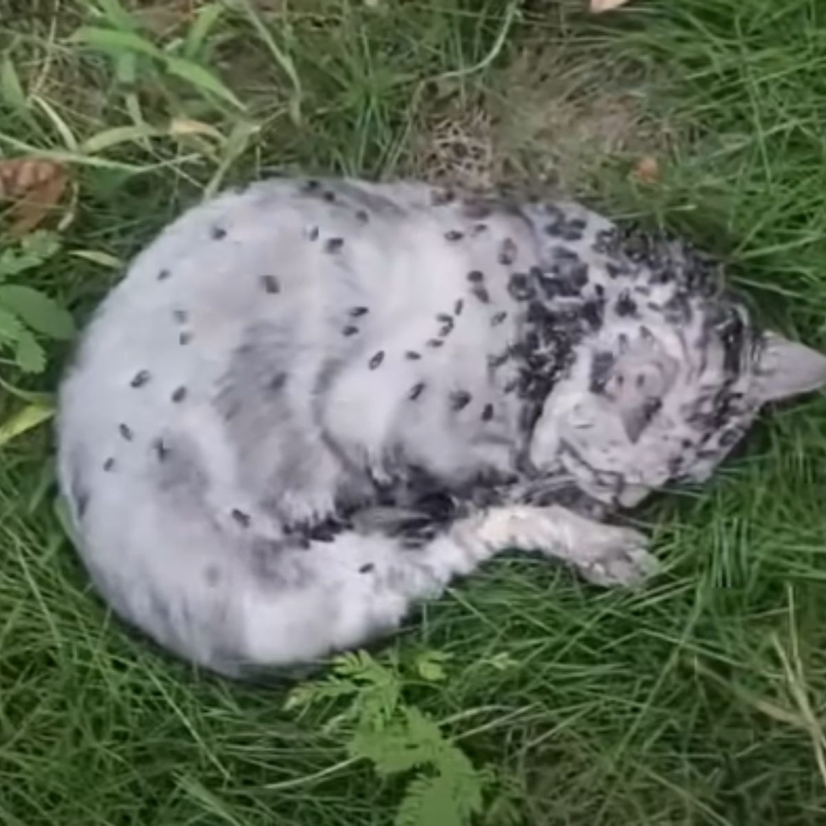 cat covered in flies