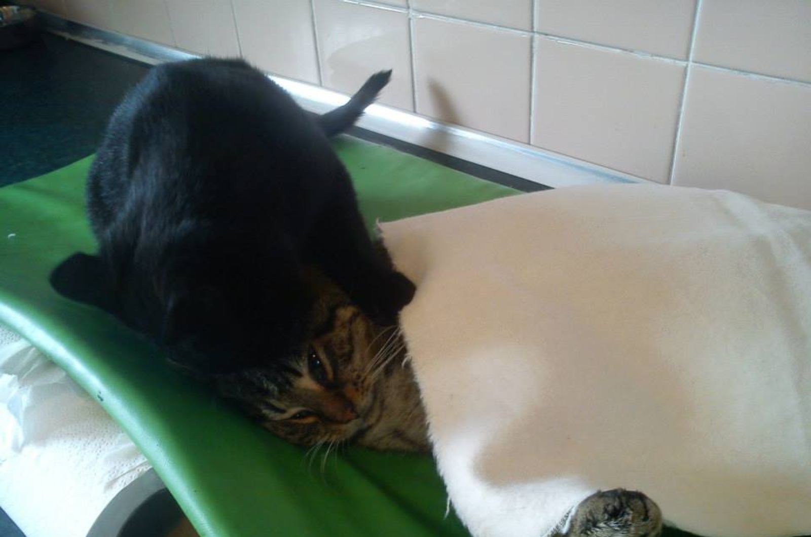 cat helping a sick cat