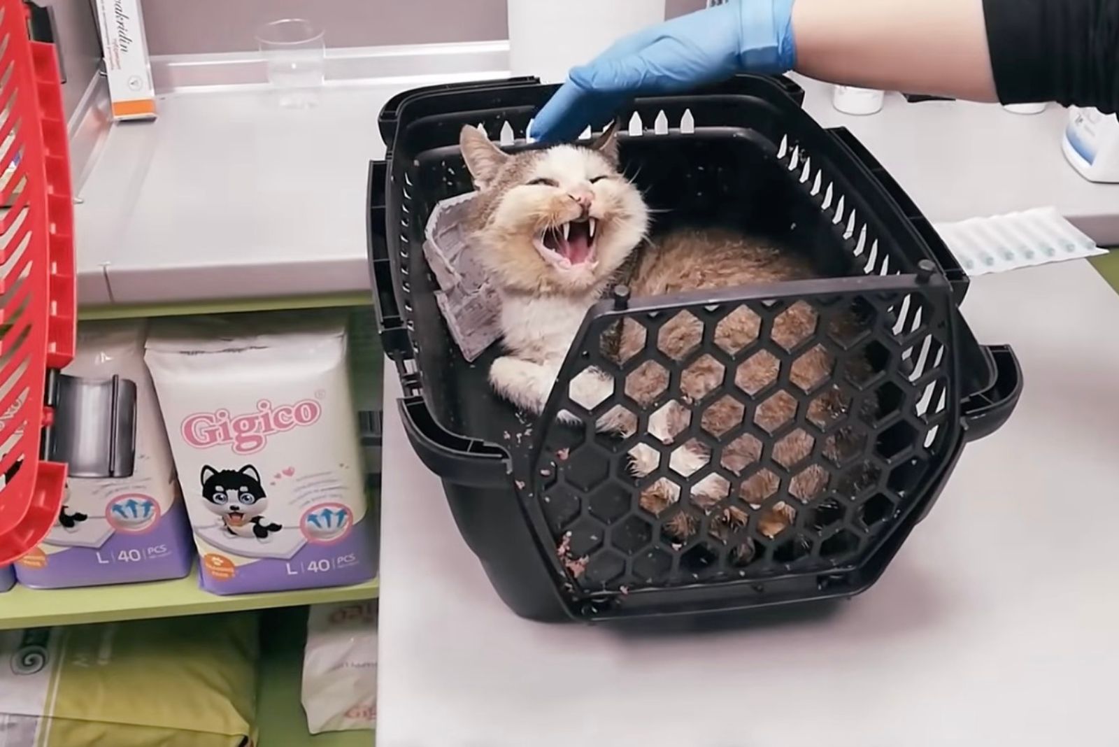 cat hissing while lying in black container