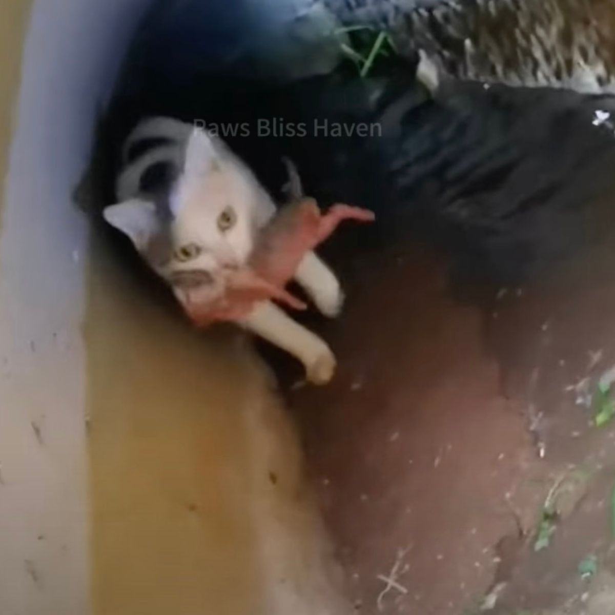 cat holding newborn kitten