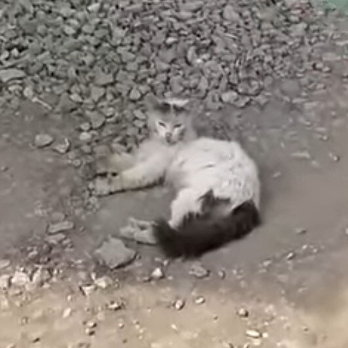 cat in bad condition