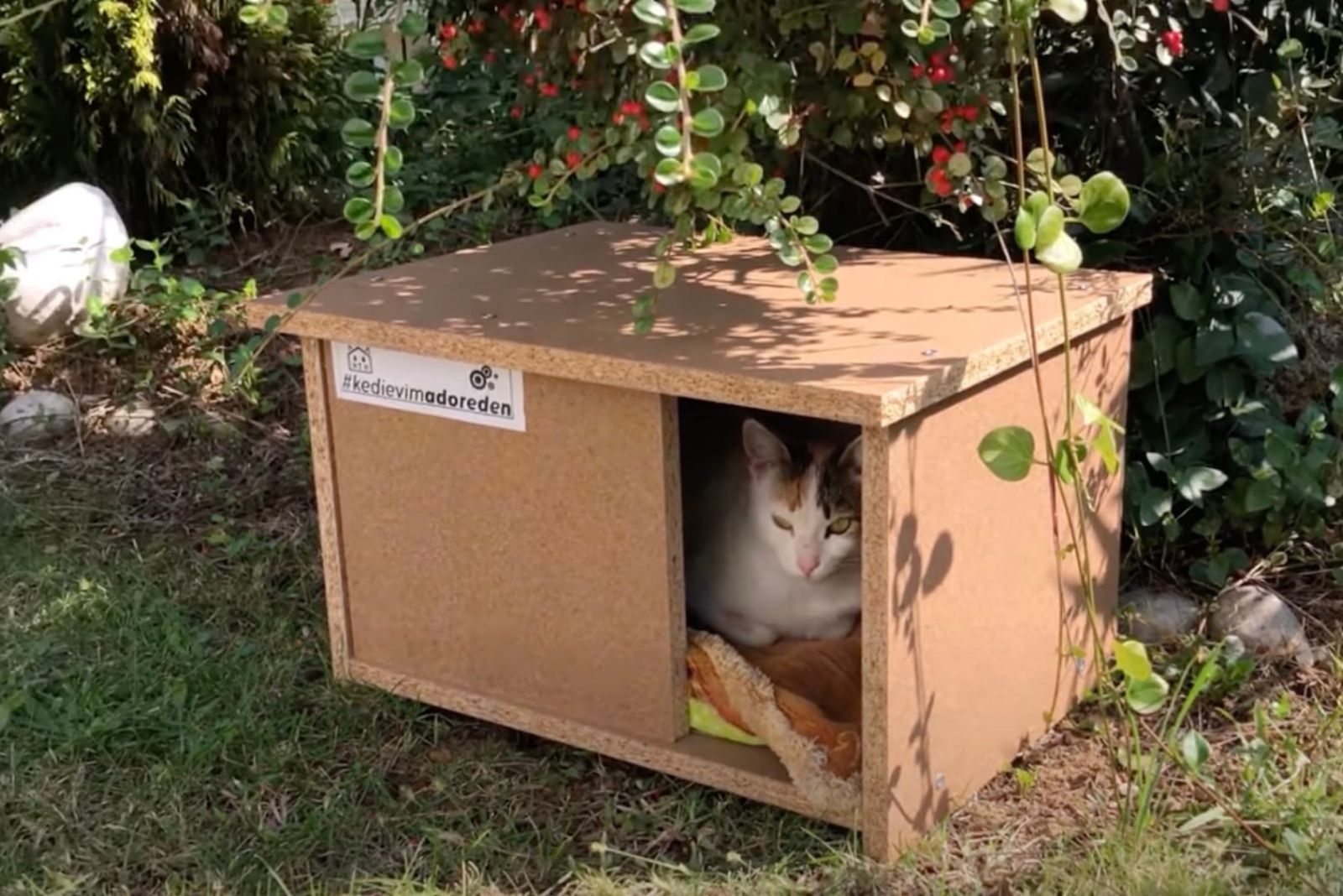 cat in wooden box