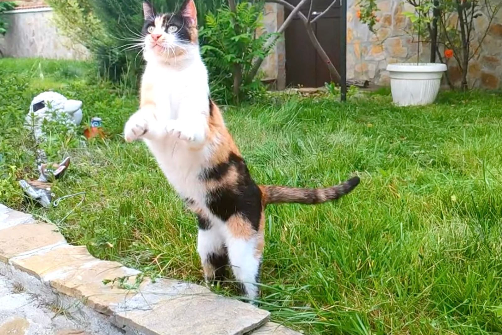 cat jumping in garden