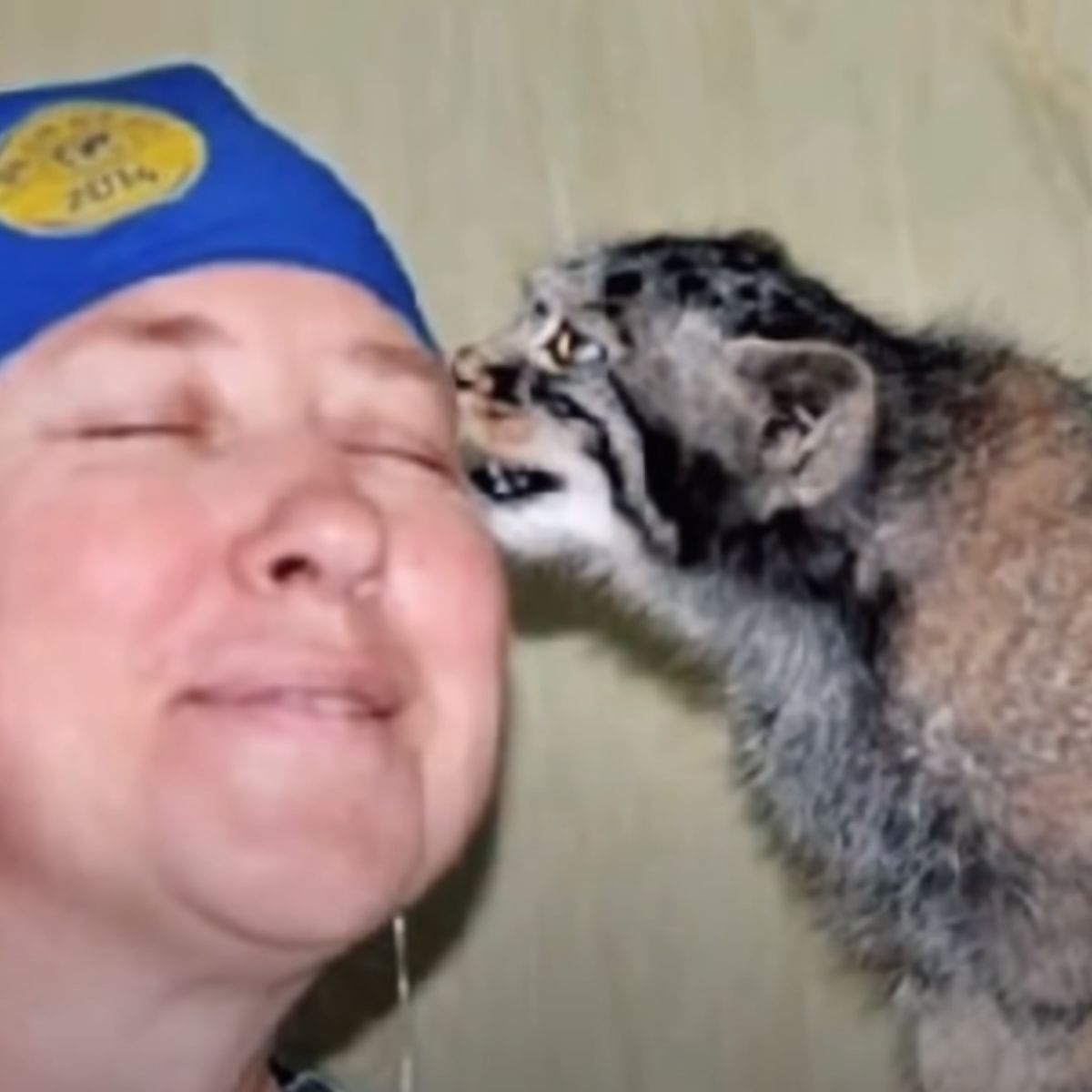 cat kissing woman